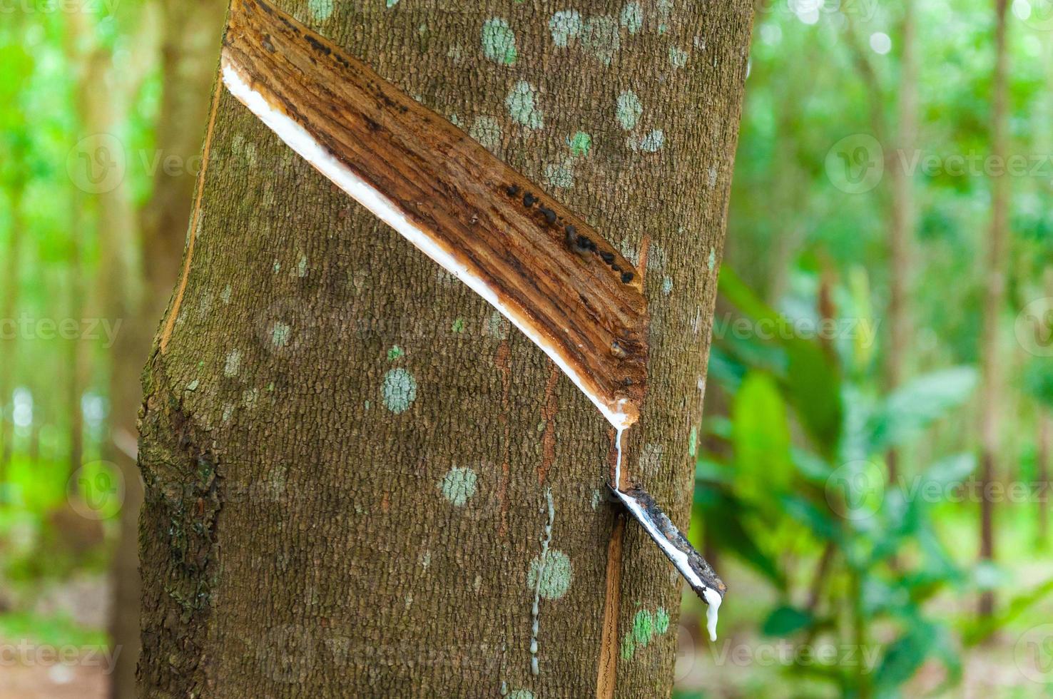 Natural latex para dripping from a rubber tree at a rubber tree plantation photo
