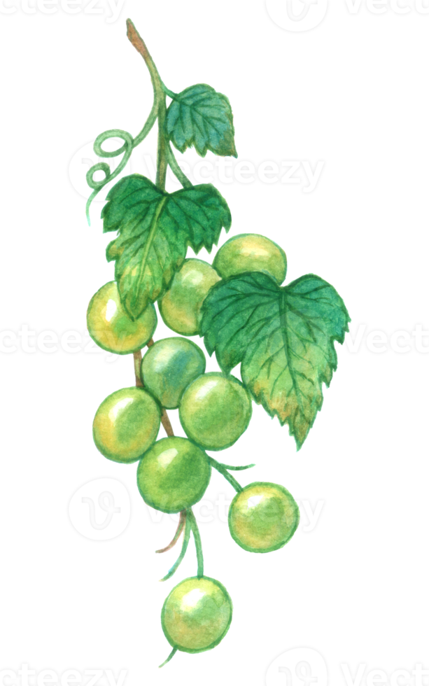 uva aguarela elemento fruta mão pintado png