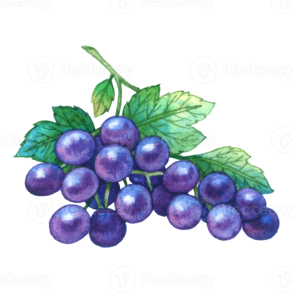 Grape watercolor element fruit hand painted png