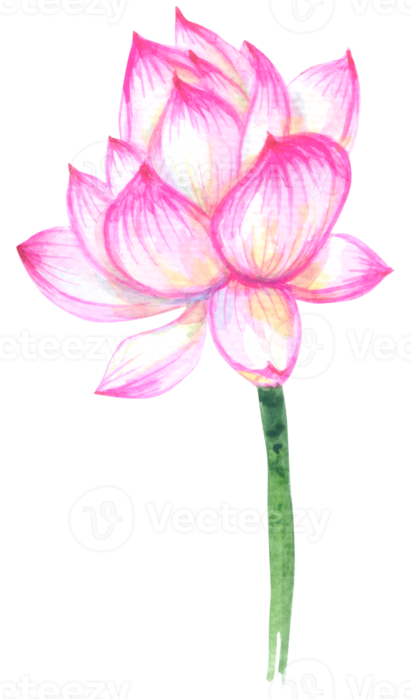 loto acuarela elemento, rosado flor botánico png