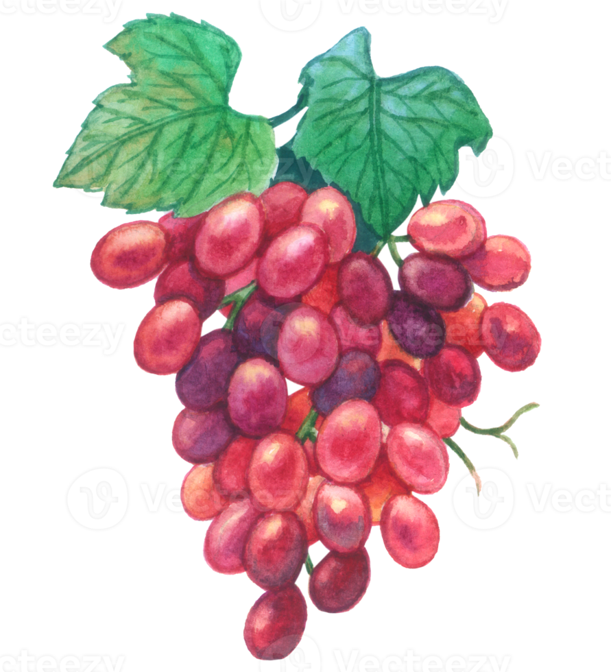 uva aguarela elemento fruta mão pintado png