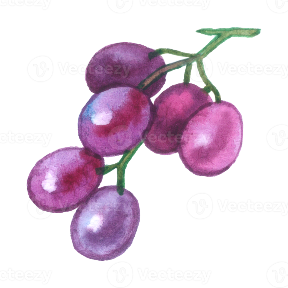 Grape watercolor element fruit hand painted png