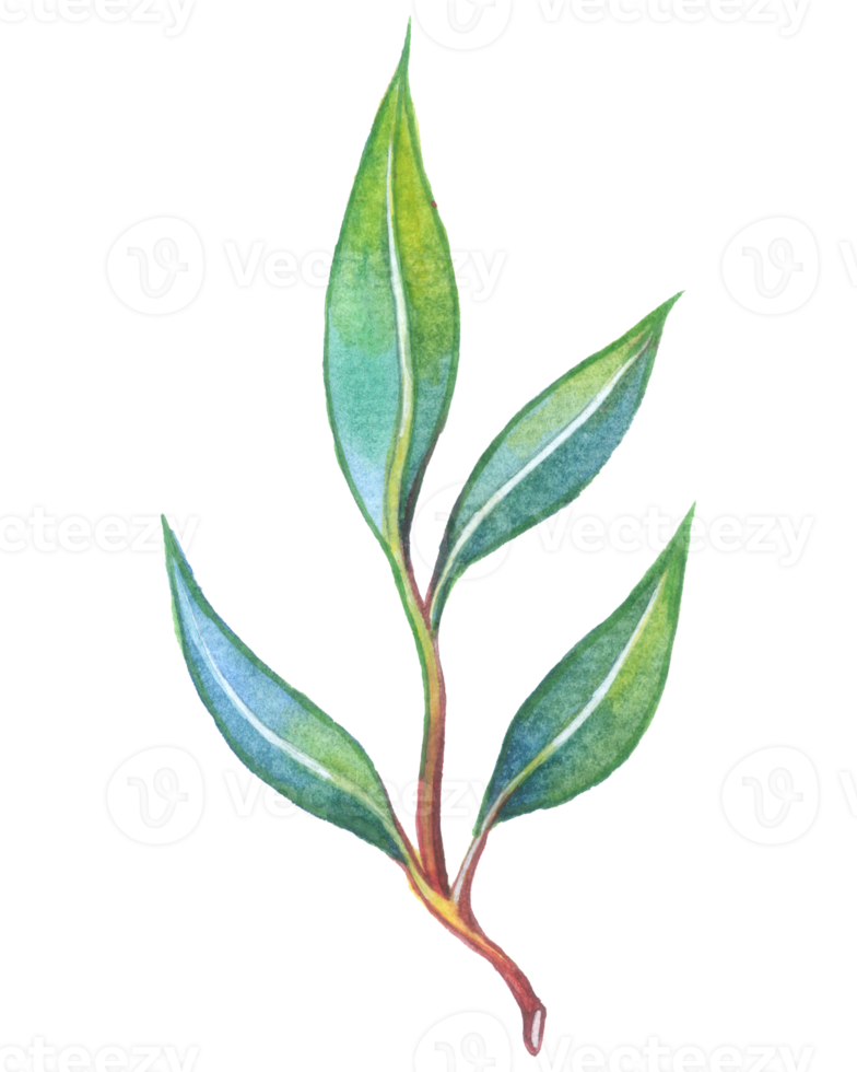 Eucalyptus watercolor element, foliage greenery leaf png