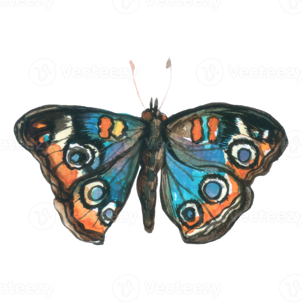 Butterfly watercolor insect hand painted png