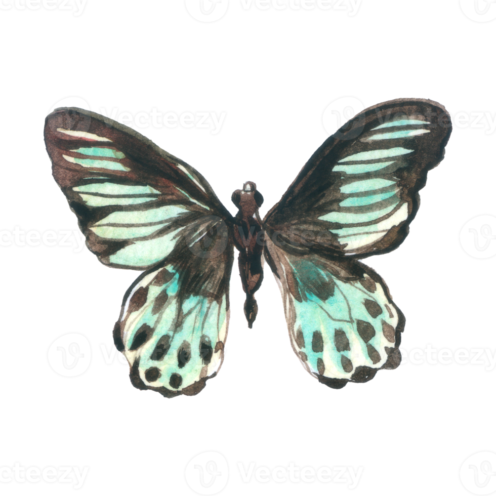 Butterfly watercolor insect hand painted png