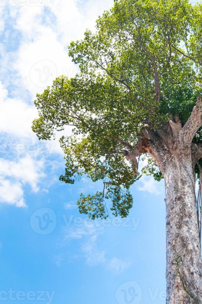antiguo grande árbol en contra azul cielo foto