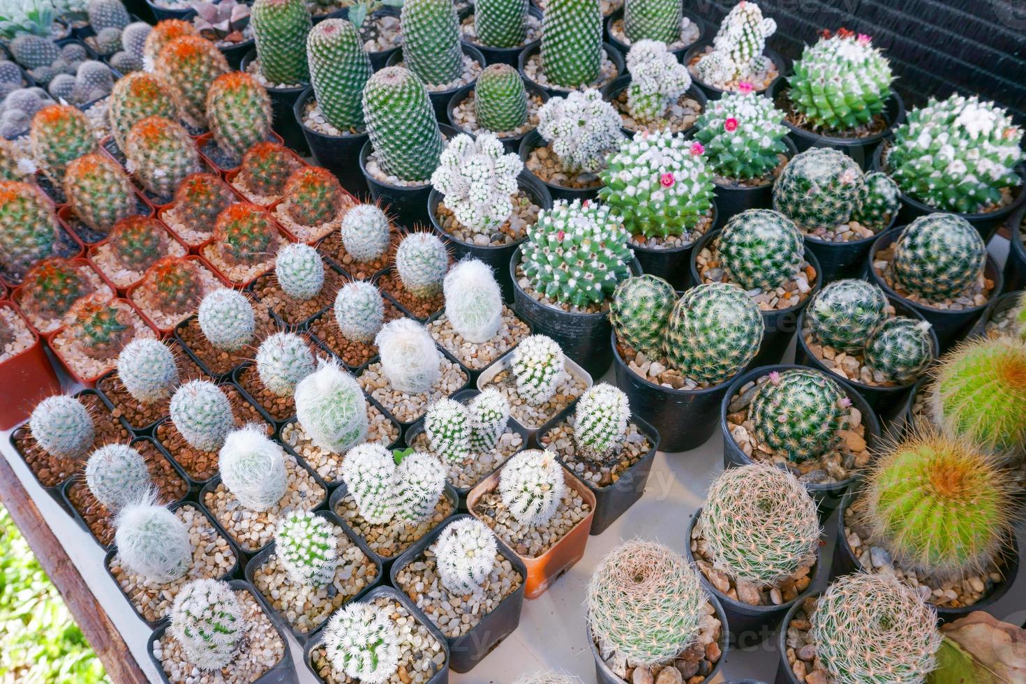 Cactus small there are many varieties in a pot. Placed in many small pots photo
