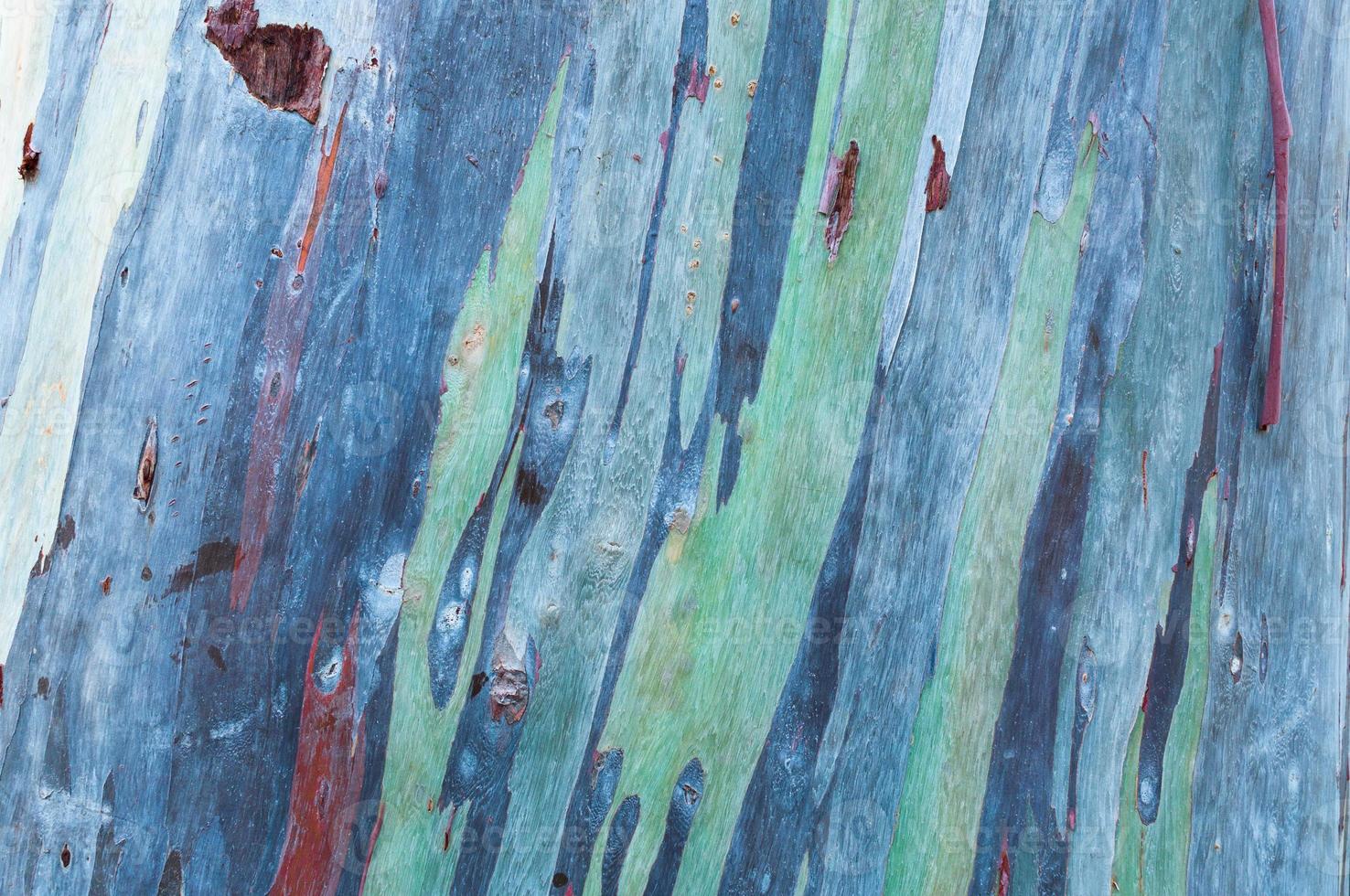 Close up colorful bark of the rainbow eucalyptus ,texture wood of eucalyptus wood surface photo