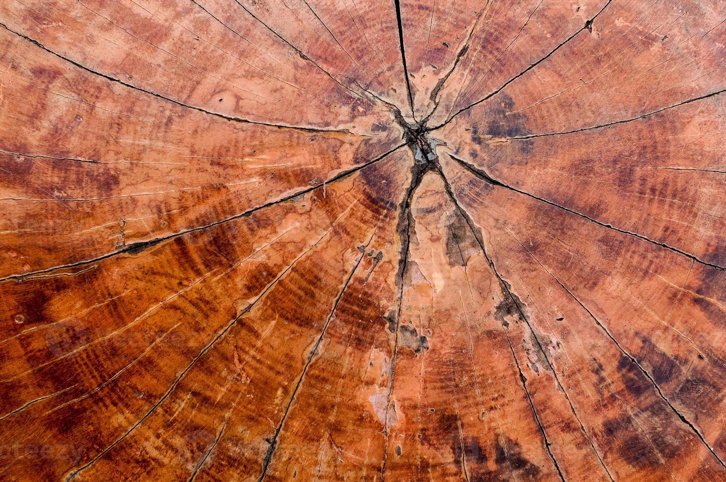 Tree rings old wood texture background,Cross section annual ring ,Nature background photo