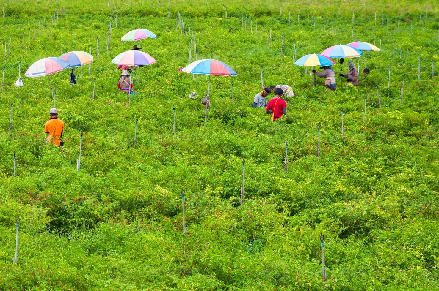Workers harvest of Chilli papers in the valley high mountain the north of Thailand, 26 October 2018, Thailand, Villagers collect chilli outdoors photo