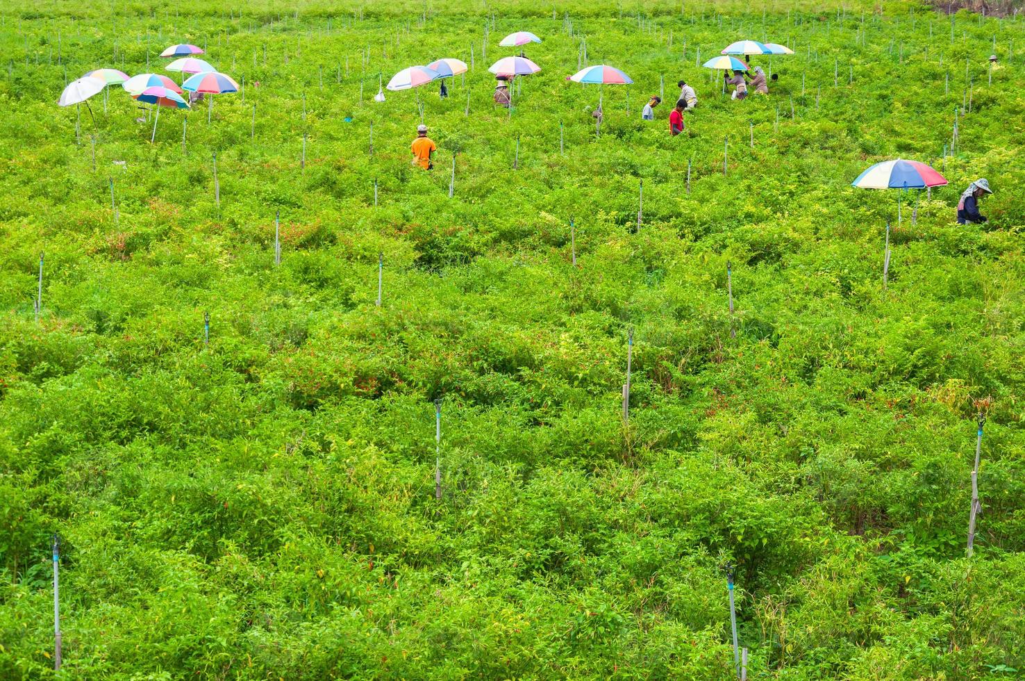Workers harvest of Chilli papers in the valley high mountain the north of Thailand, 26 October 2018, Thailand, Villagers collect chilli outdoors photo