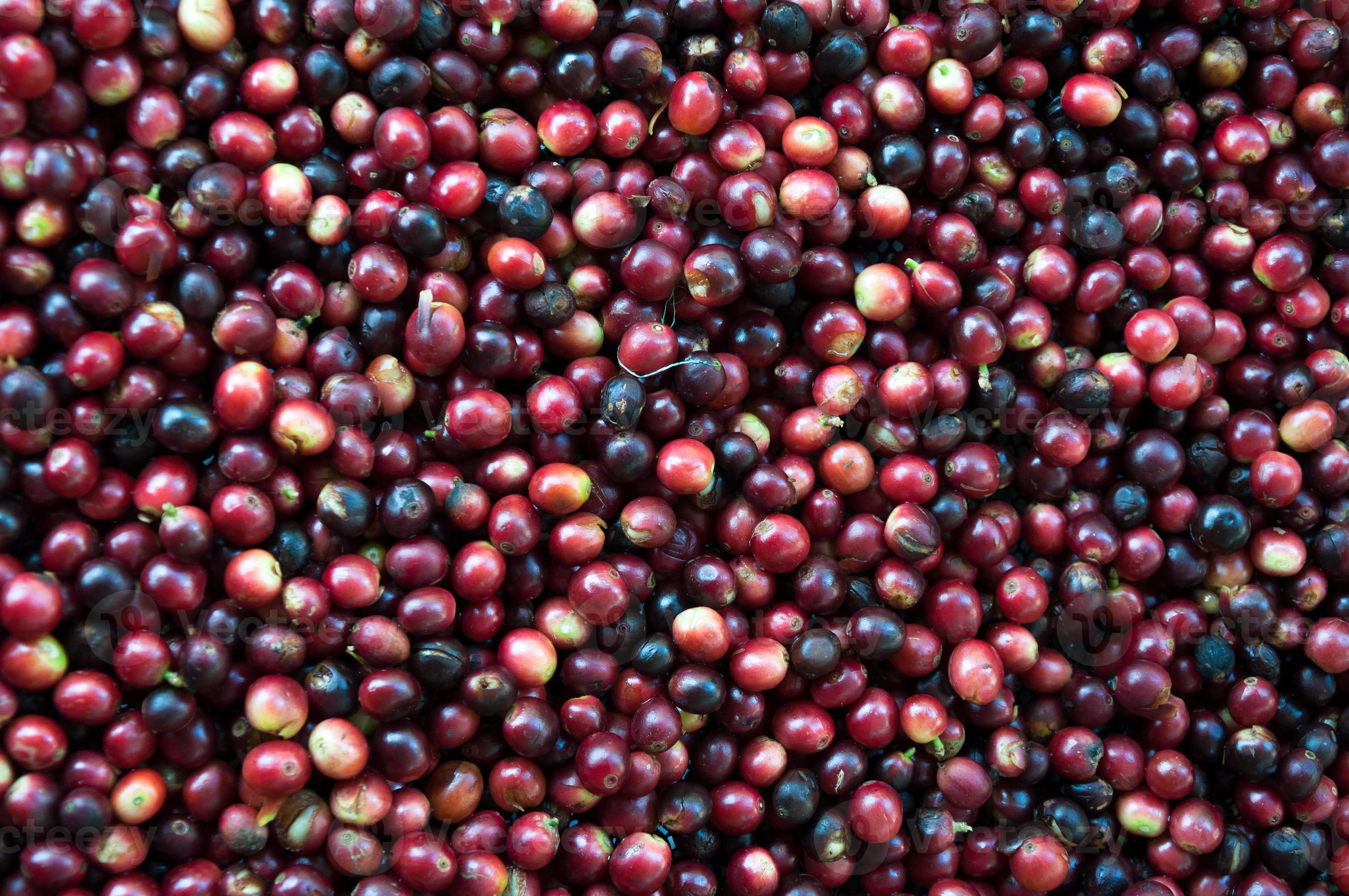 fresh coffee beans before roast,Coffee seeds beans ripening 19988428 Stock Photo at Vecteezy
