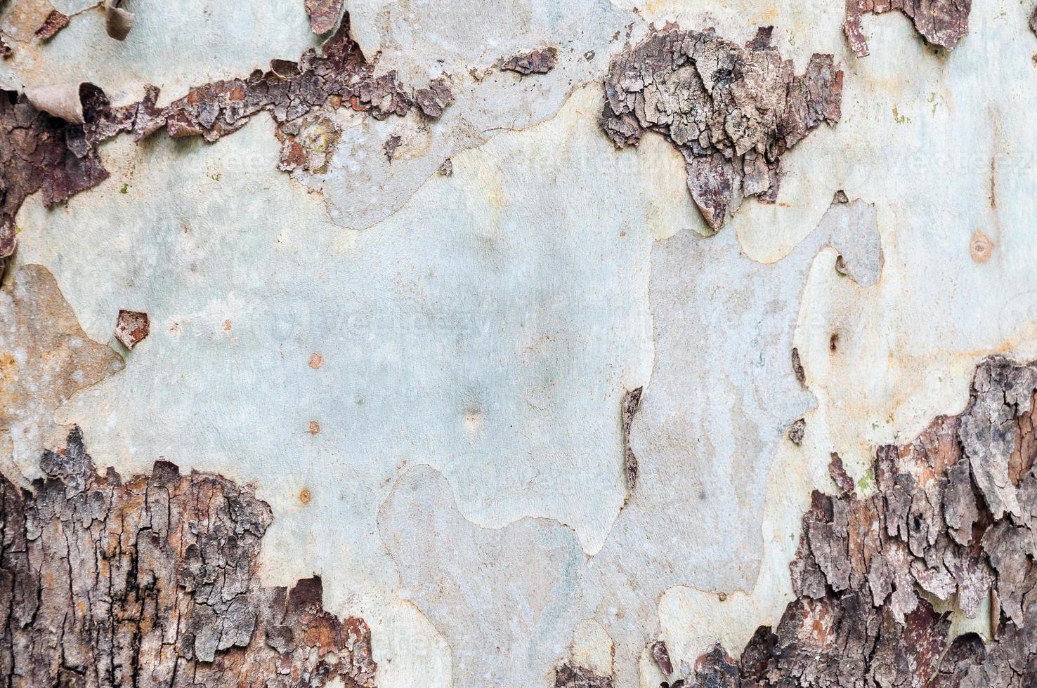 Texture of bark in the natural park,tree texture abstract for background photo