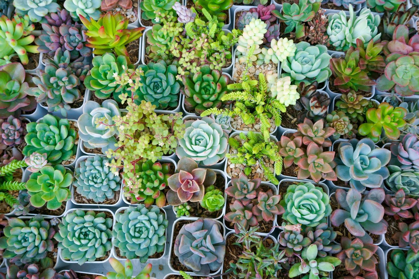 Cactus small there are many varieties in a pot. Placed in many small pots photo