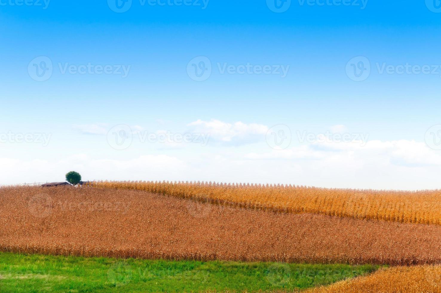 hermosa verano paisaje con dorado cosecha en verano con brillante azul cielo para fondo, seco maíz amarillo campo y verde césped con grande árbol foto