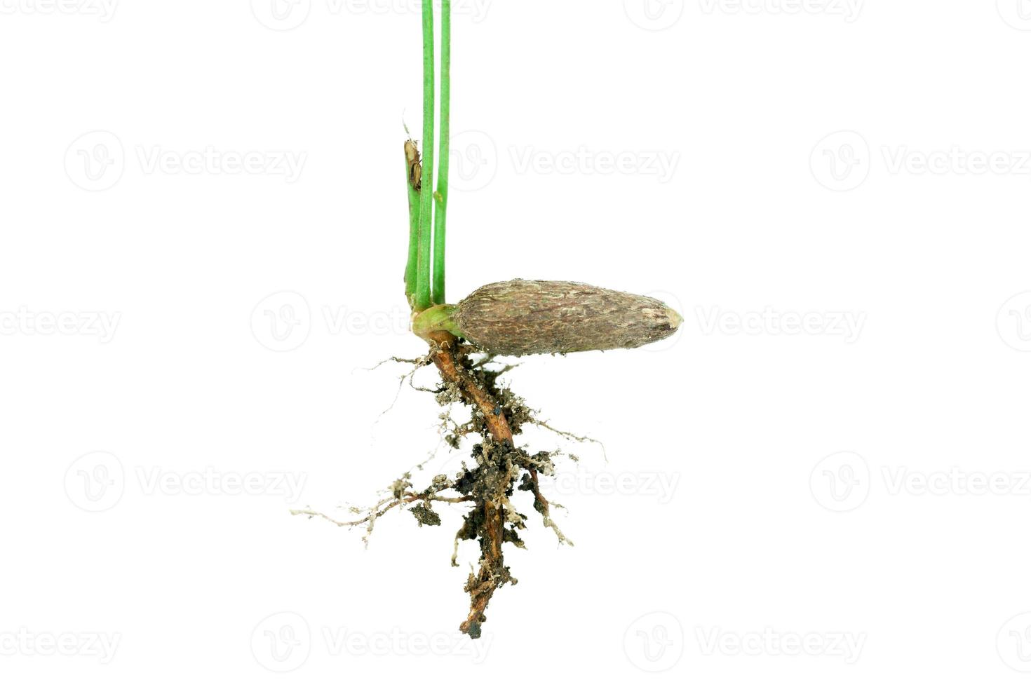 Sapling and seed isolated on white background,young hazel seed tree photo