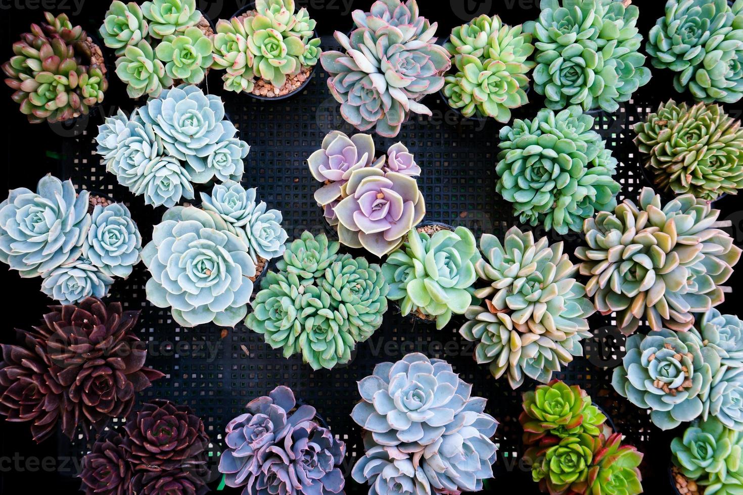 Miniature succulent cactus small there are many varieties plants at the garden photo