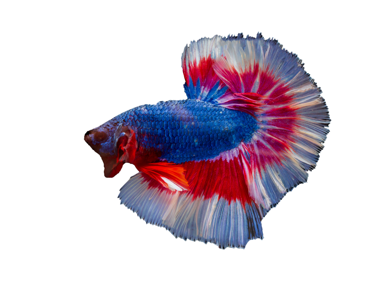 beautiful betta fish on transparent background png