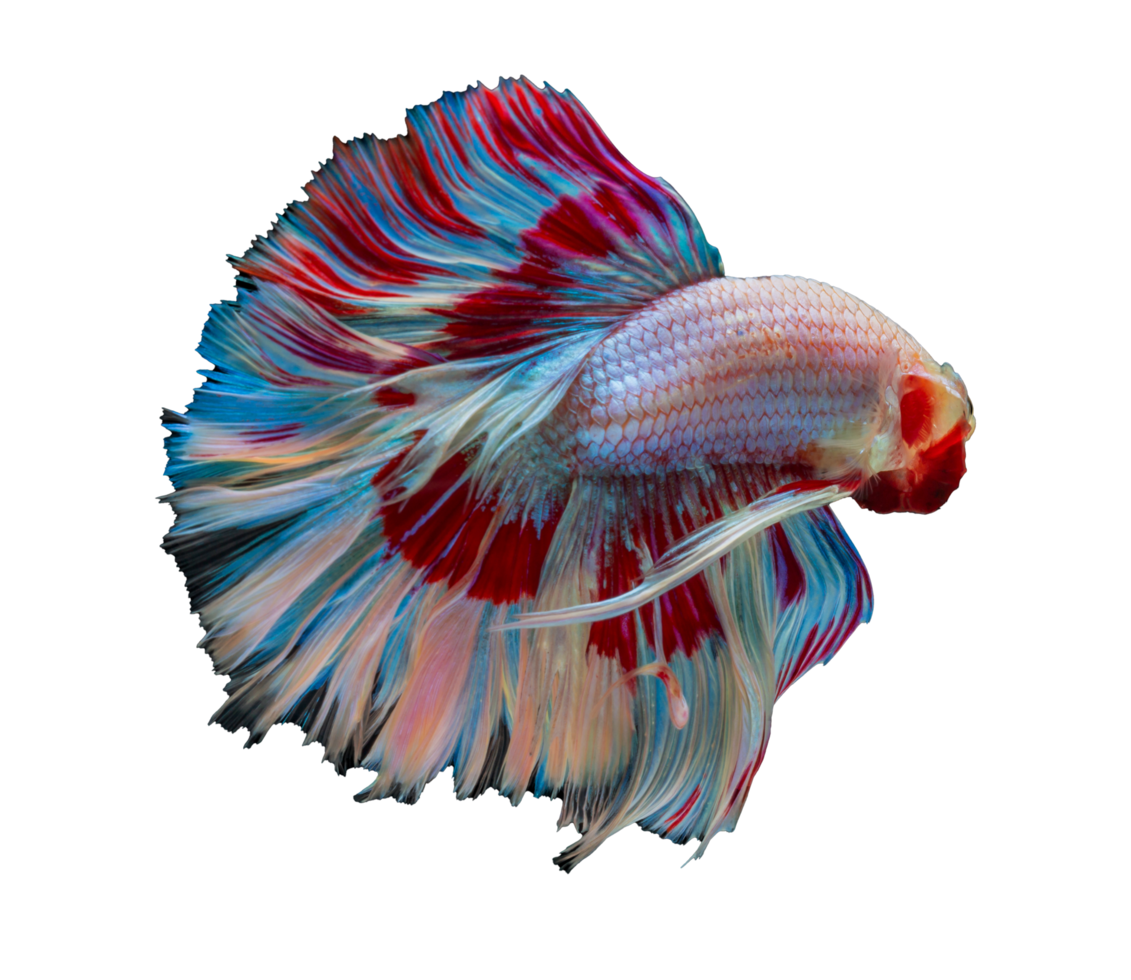 beautiful betta fish on transparent background png