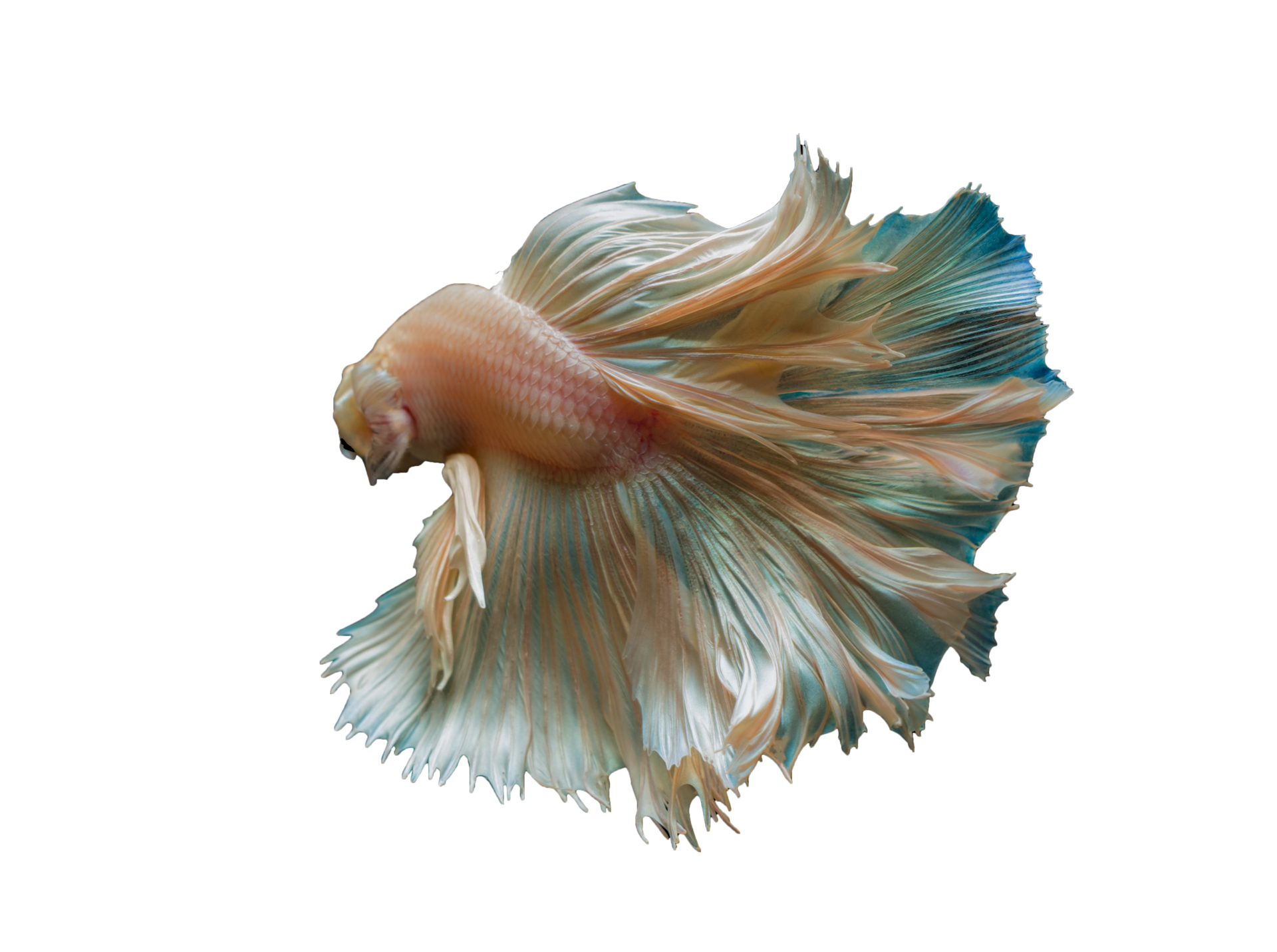 Real Fish Transparent Background Png Mart - vrogue.co