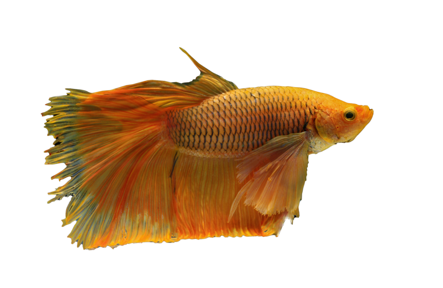 beautiful betta fish on transparent background png