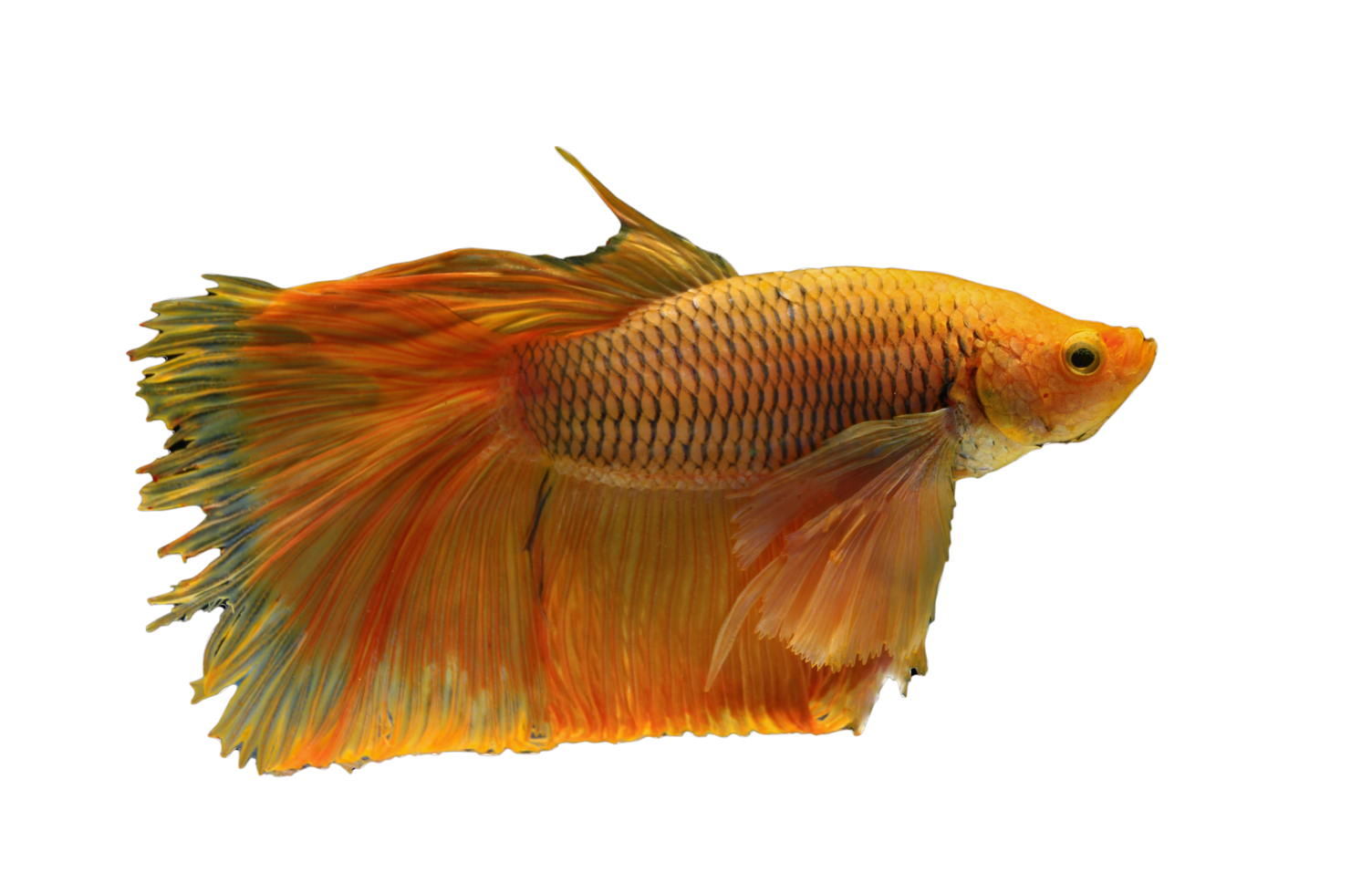 hermosa Betta pescado en transparente antecedentes png