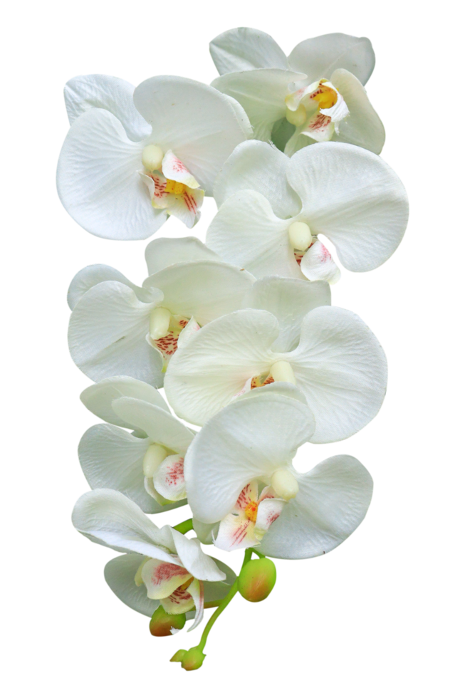 white orchid flower on transparent background png