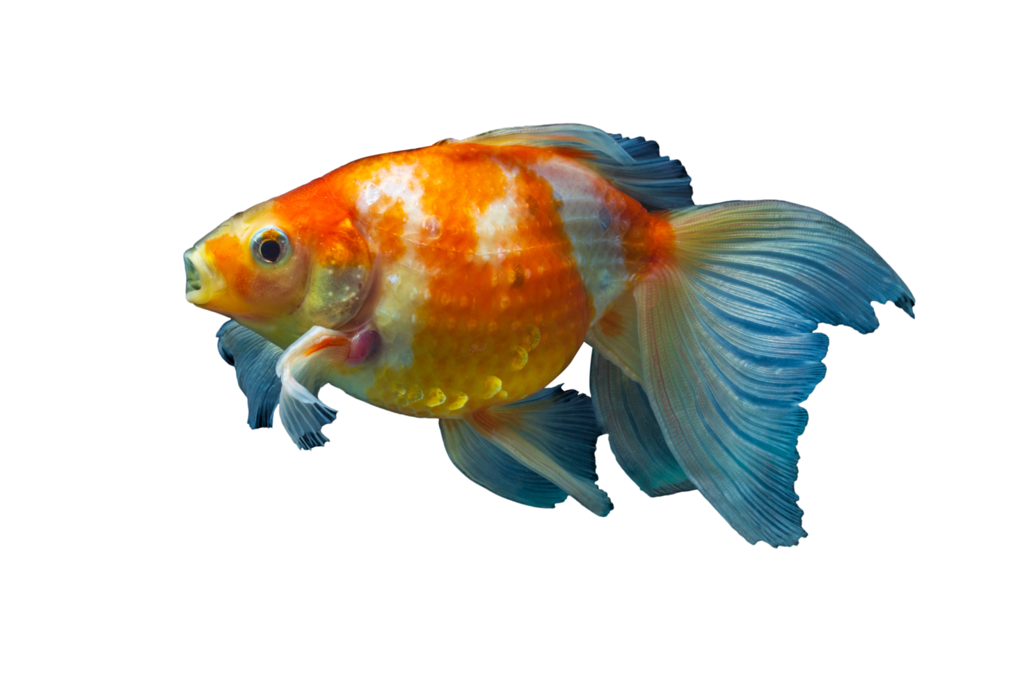 beautiful goldfish on transparent background png