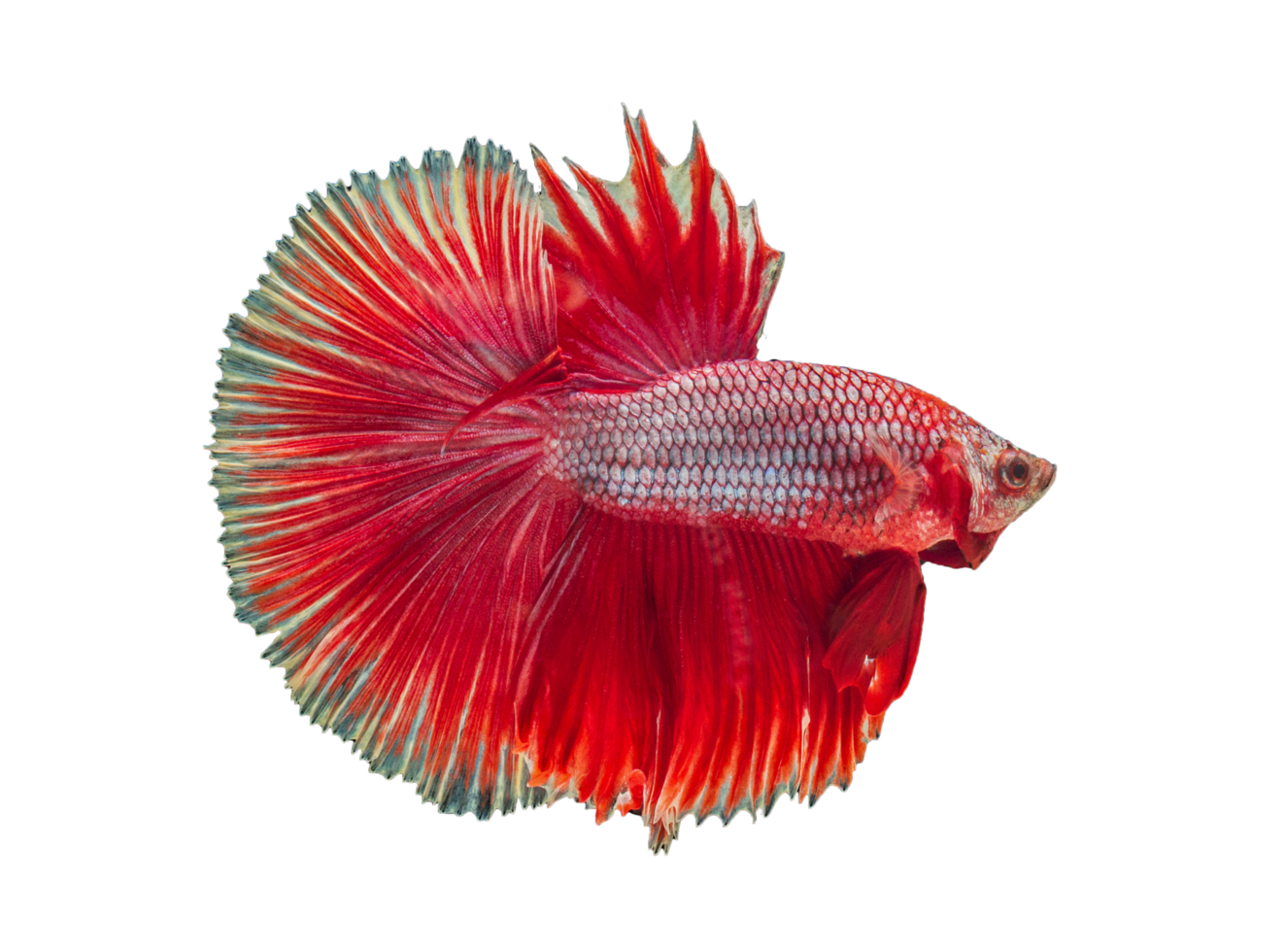 beautiful betta fish on transparent background png