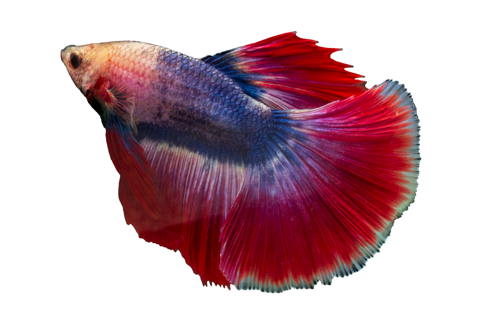 lindo betta peixe em transparente fundo 19988495 PNG