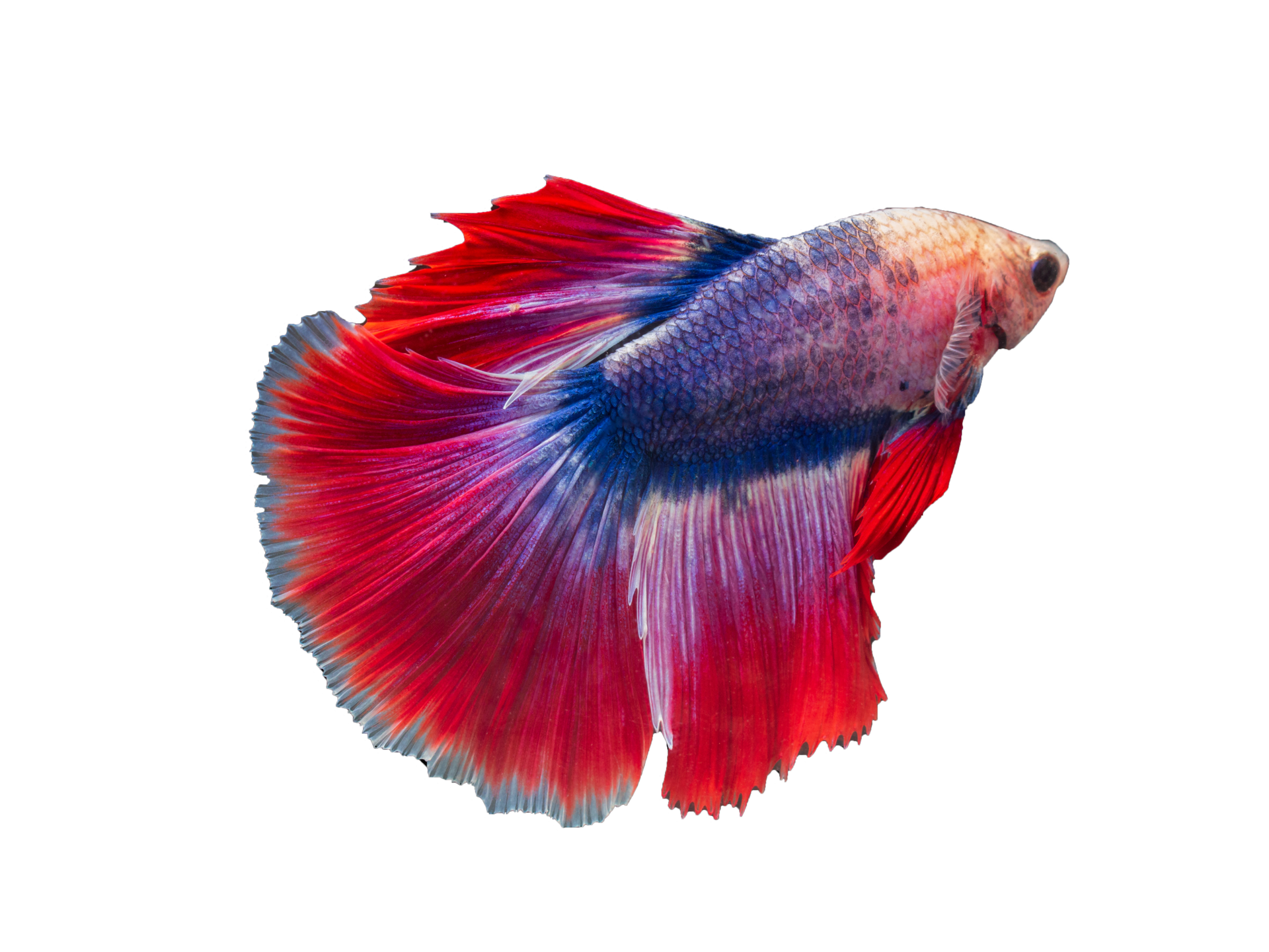 Betta Fish Png Clipart Transparent Background Free Im - vrogue.co
