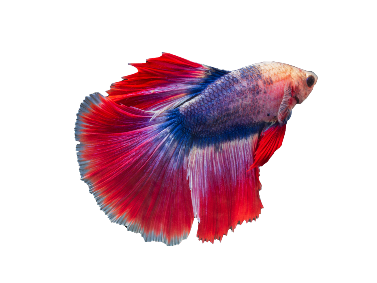beautiful betta fish on transparent background png