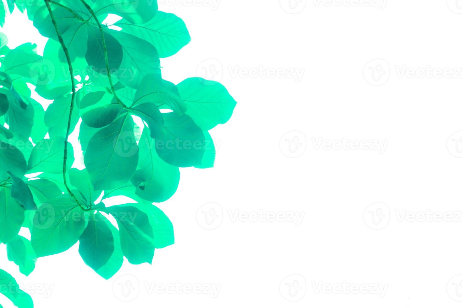 Bright Green leaves isolated on white background photo