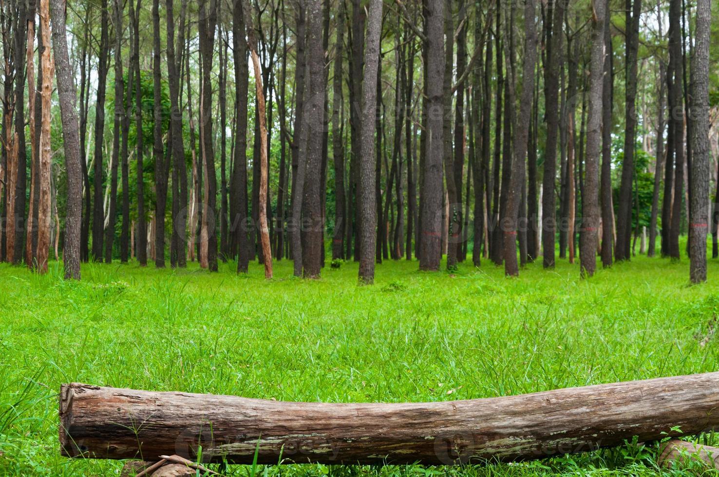 Piece of log wood in the forest on green grass,Pine trees photo