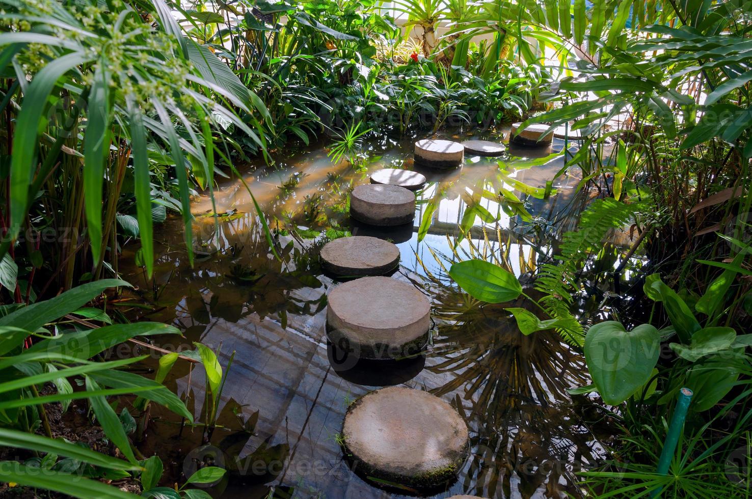 pisar piedras en agua de un estanque jardín Botánico foto