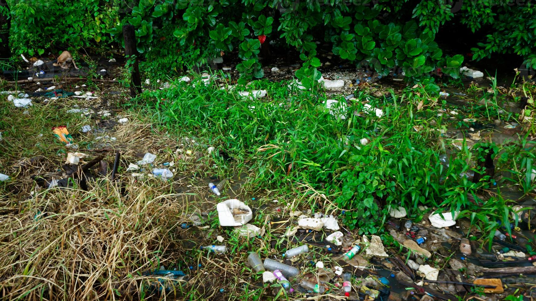 eichhornia crassipes o jacinto de agua común y mucha basura en la superficie del agua del río choa praya en bangkok, tailandia foto