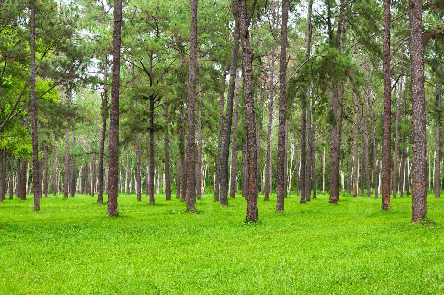 Pine trees, tall green trunks,Beautiful Pine trees and green grass for nature background photo