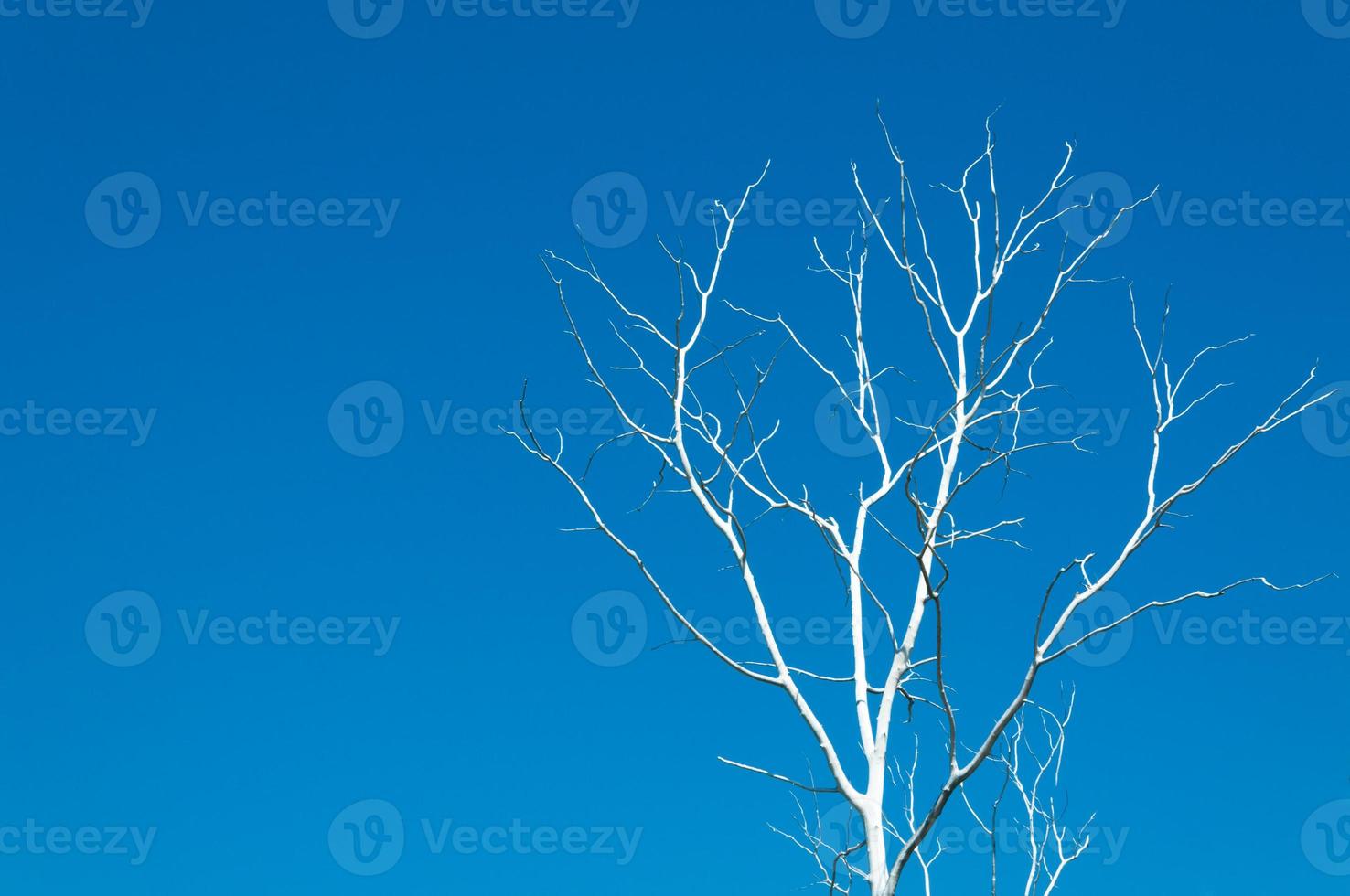 Dead Tree branches over blue sky without clouds photo