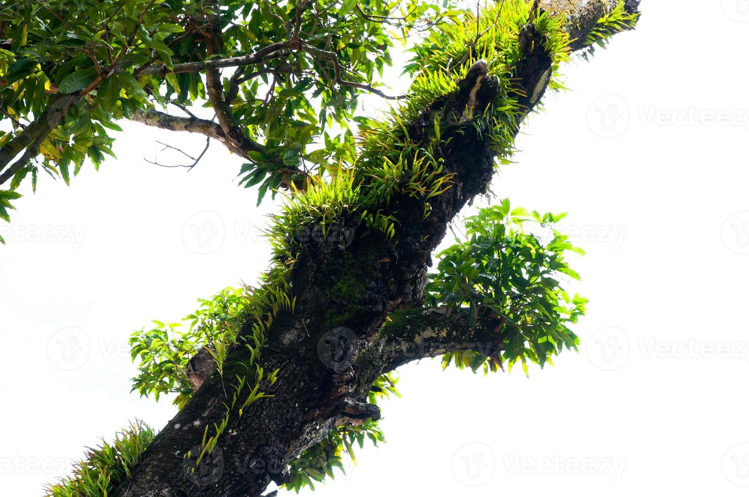Branches of a large tree covered with ferns and moss parasitic photo