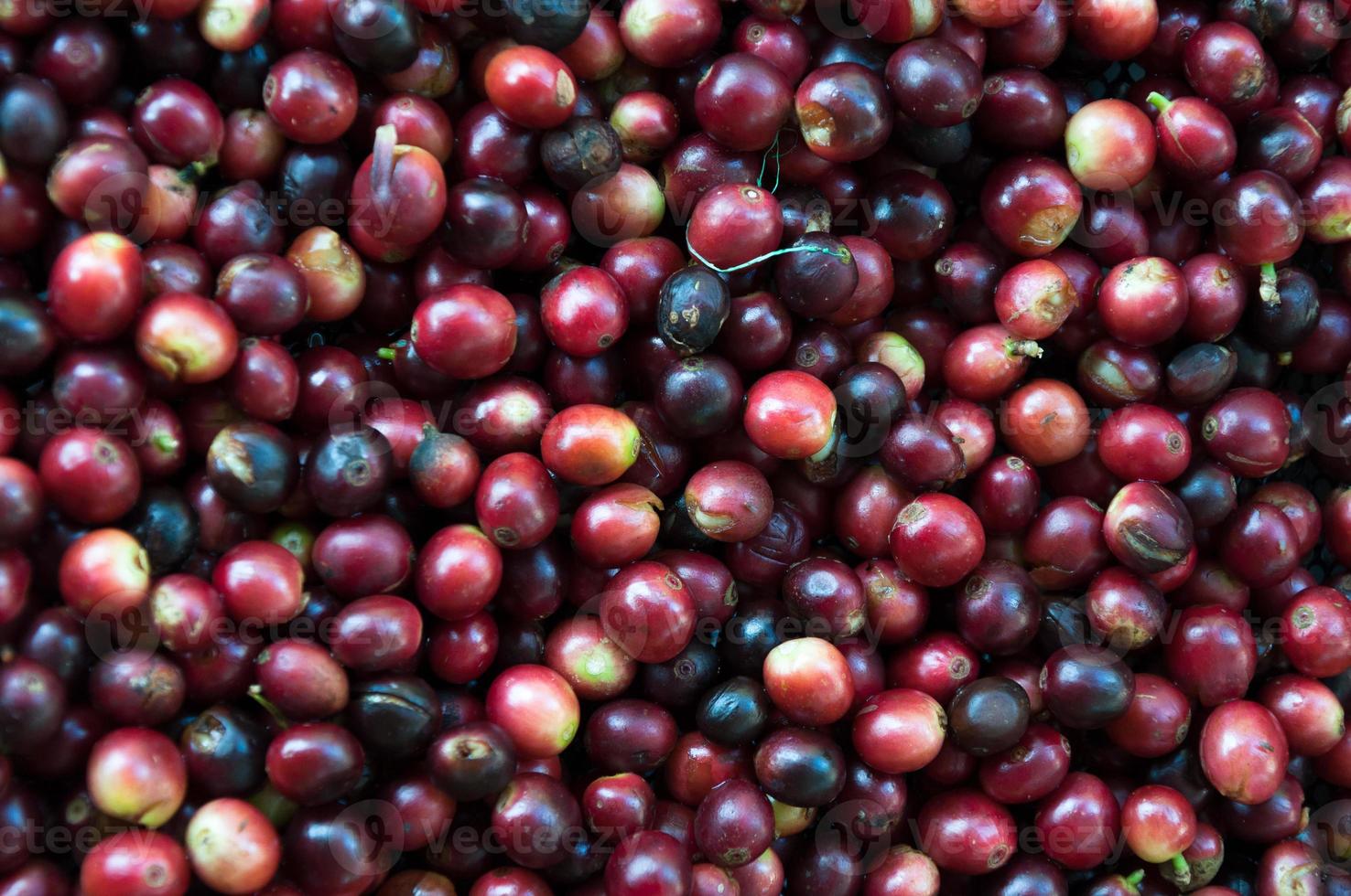 fresh coffee beans before roast,Coffee seeds beans ripening 19988902 Stock Photo at Vecteezy