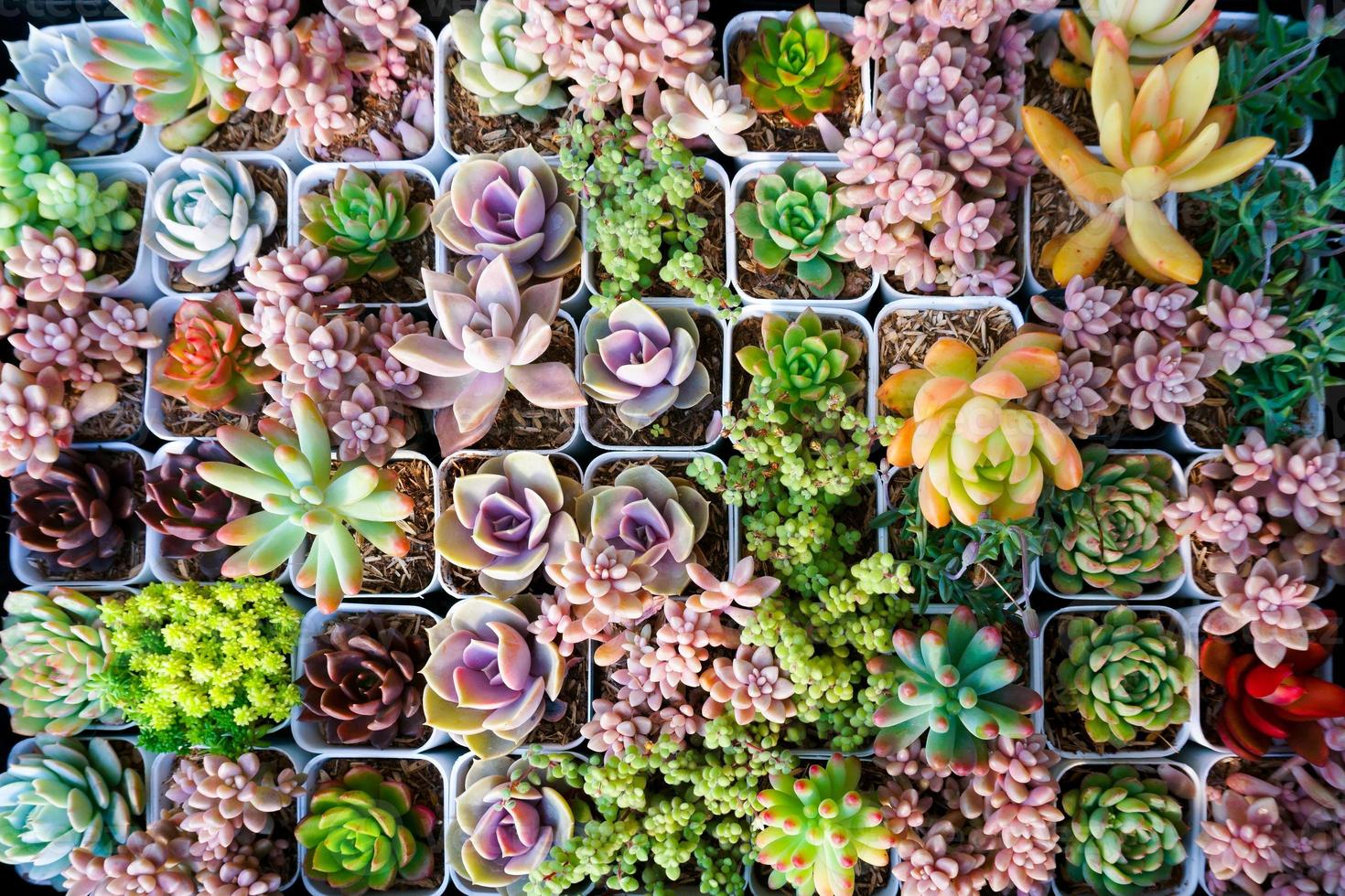 Miniature succulent cactus small there are many varieties plants at the garden,top view photo