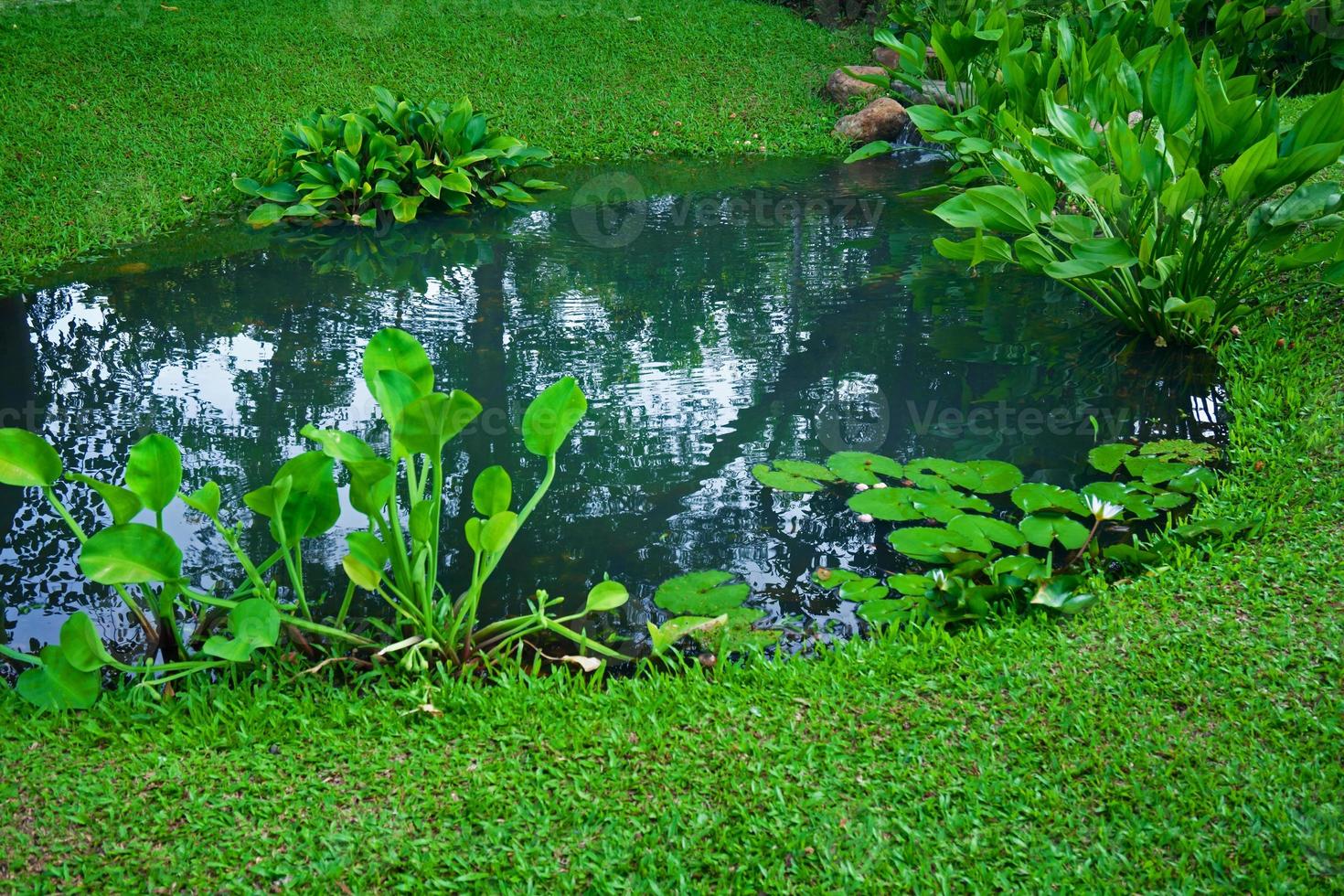Small pond as part of landscaping with aquatic grass and green plants and water  surrounded by lush vegetation photo