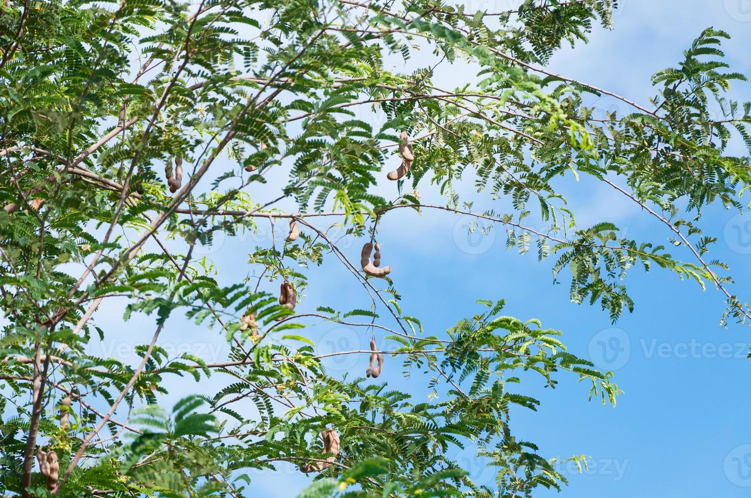 Tamarind tree Tamarind pod on blue sky background photo