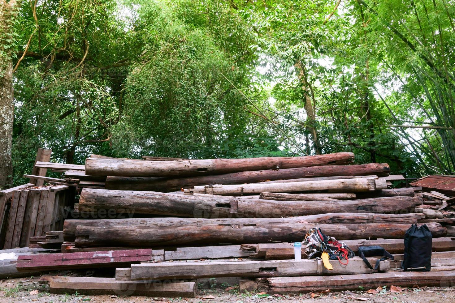 Stack thick logs in waiting for transport to the sawmill. Landscape With Large Woodpile In The Summer Forest photo
