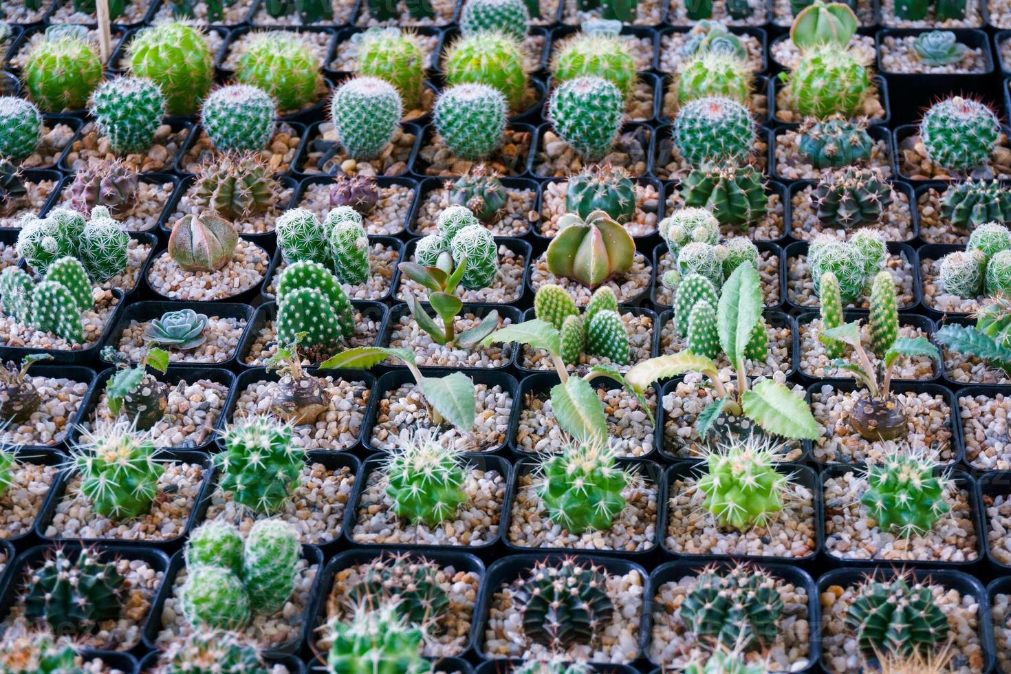 Cactus small there are many varieties in a pot. Placed in many small pots photo