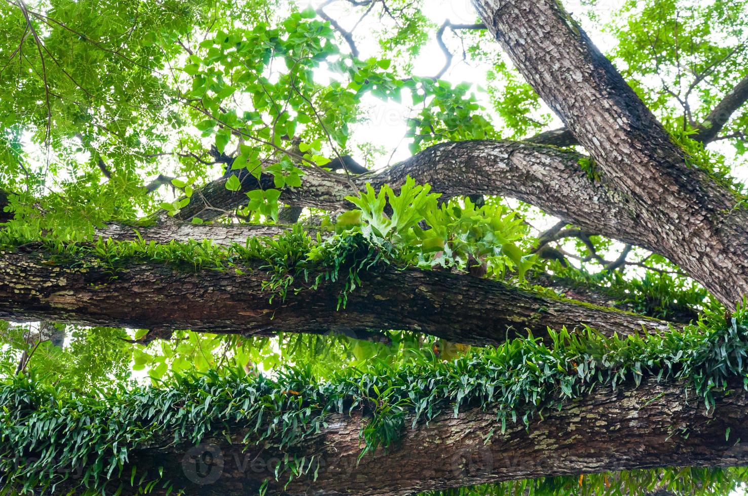 Branches of a large tree covered with ferns and moss parasitic photo