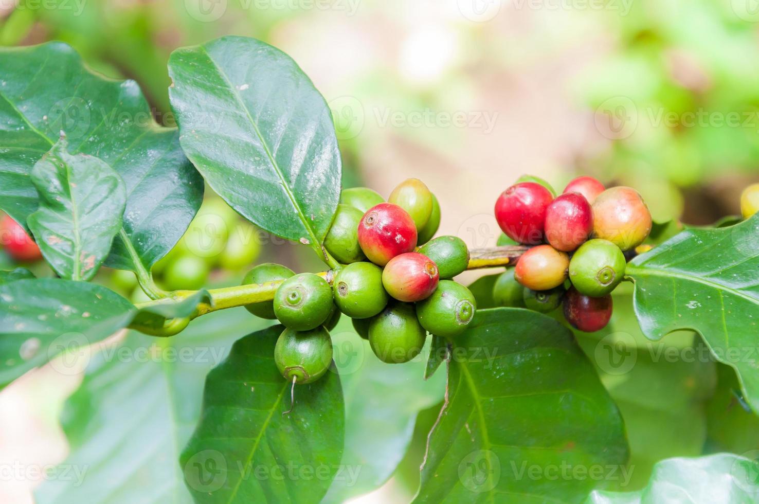 fresh coffee beans in coffee plants tree,fresh arabica coffee fruits on