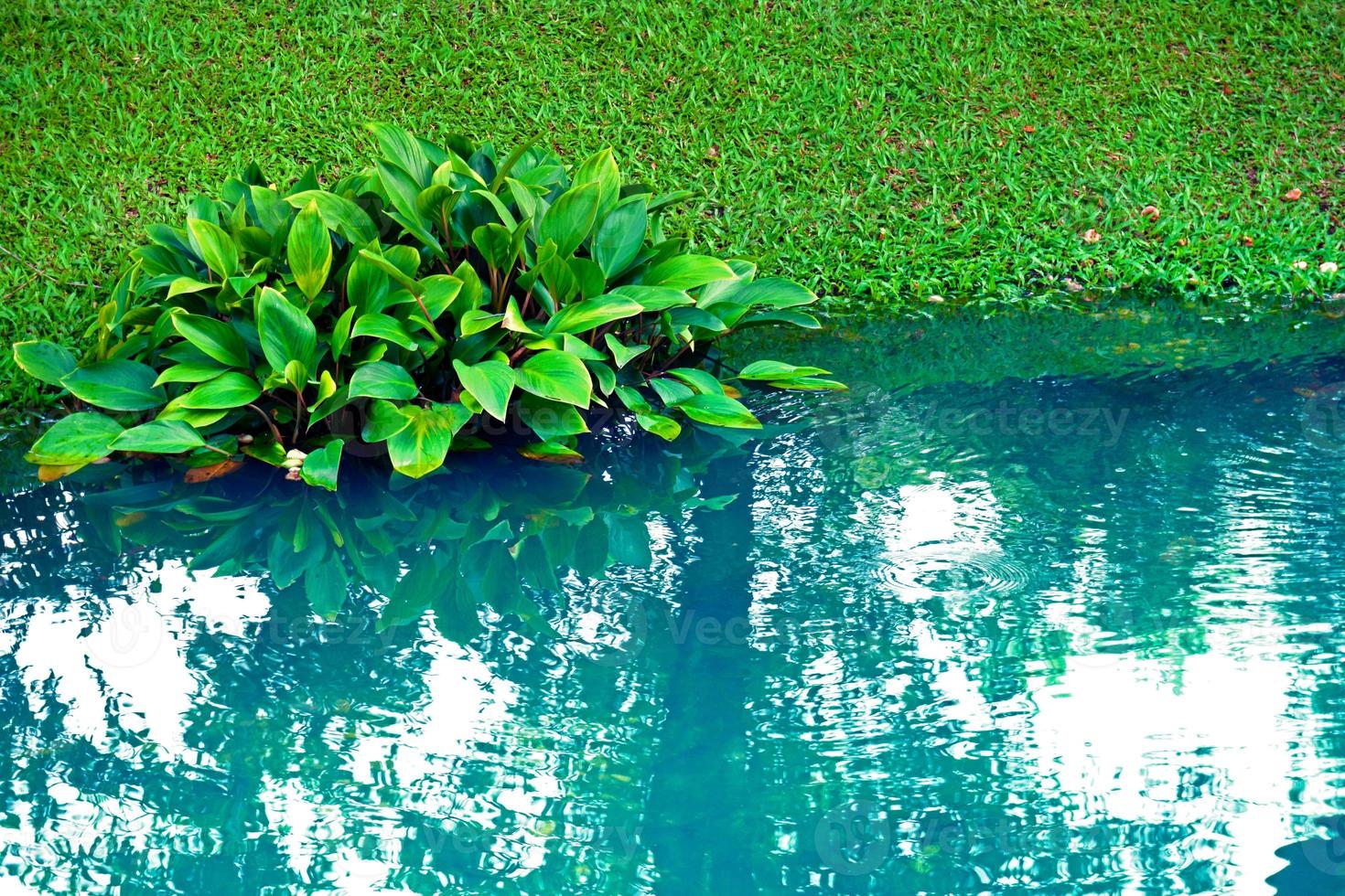 Small pond as part of landscaping with aquatic grass and green plants and water  surrounded by lush vegetation photo