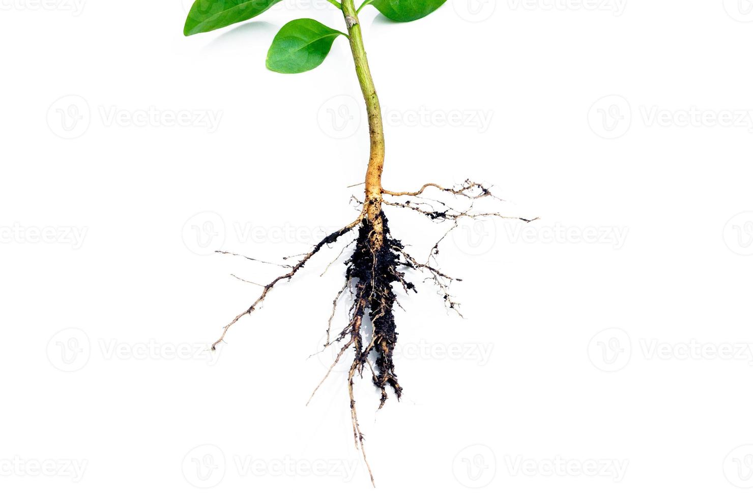 Image shows in detail the root system of a plant isolated on white background Root photo