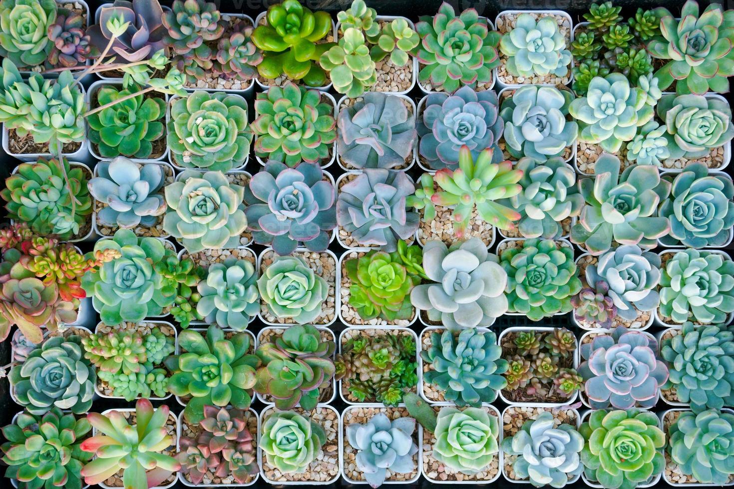 Cactus small there are many varieties in a pot. Placed in many small pots top view photo